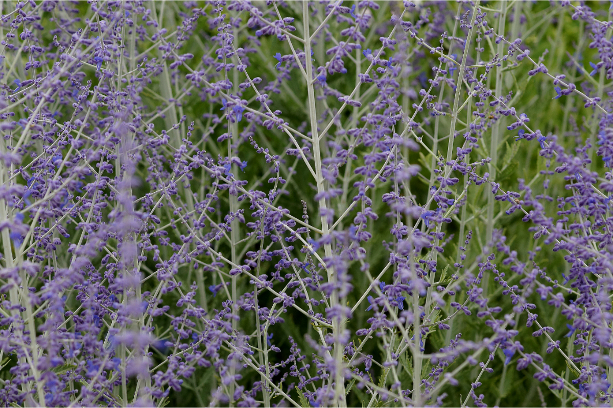 Perovskia atriplicifolia 'Blue Spire' - Blauraute, Silberbusch