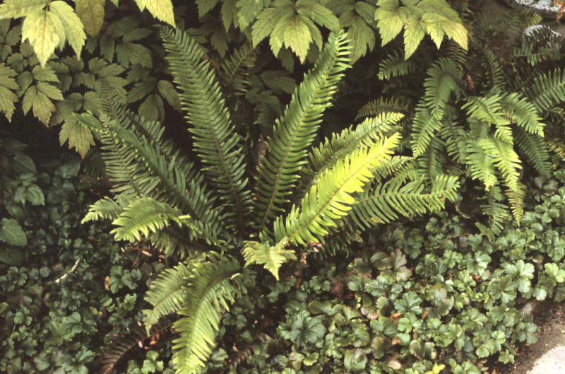 Blechnum spicant gen.