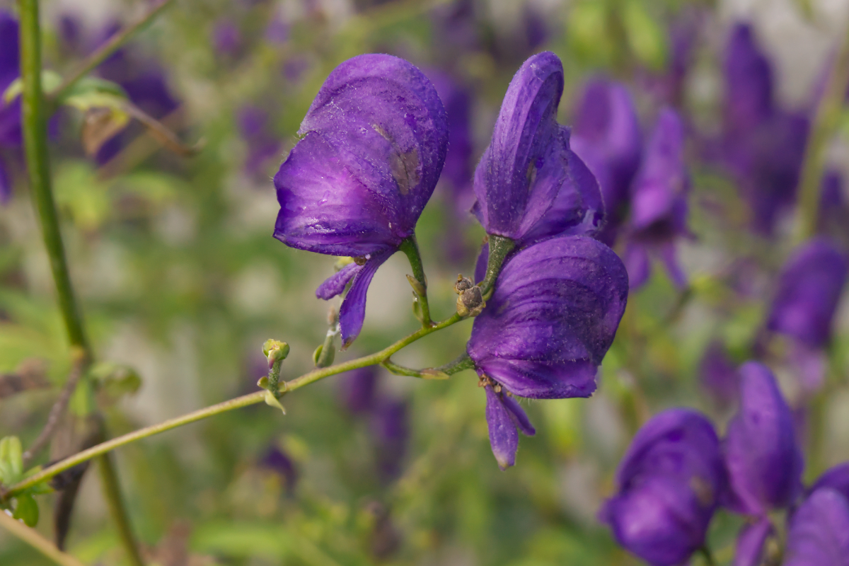 Aconitum henryi 'Spark'