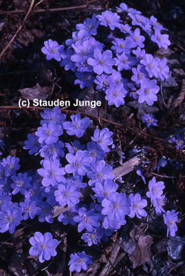 Hepatica nobilis