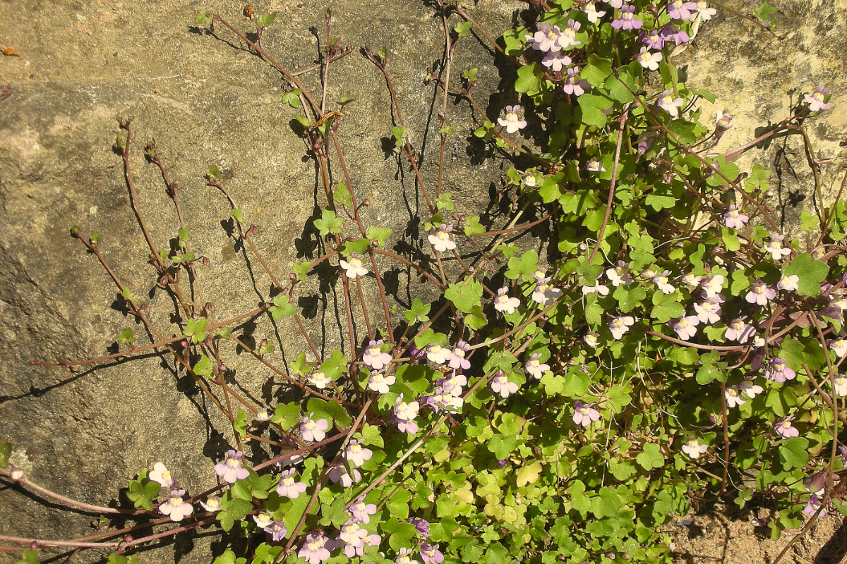 Cymbalaria (Linaria) muralis