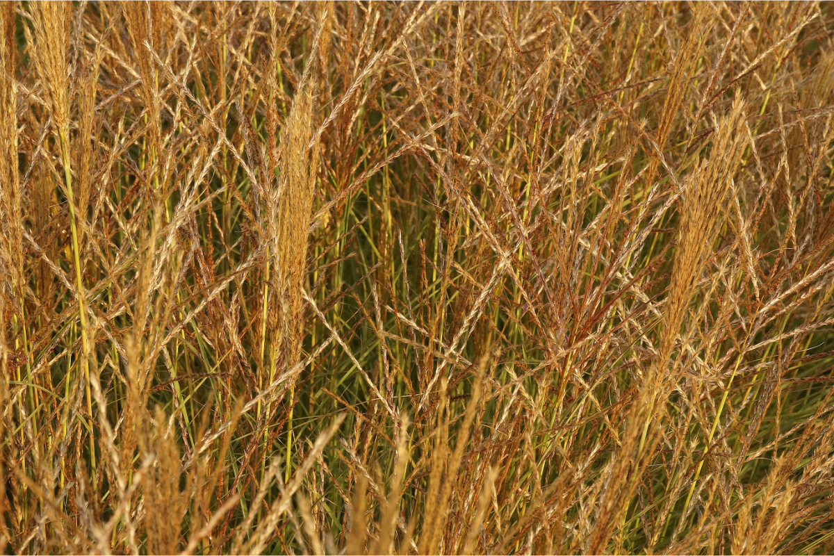 Miscanthus sinensis 'Kleine Silberspinne'