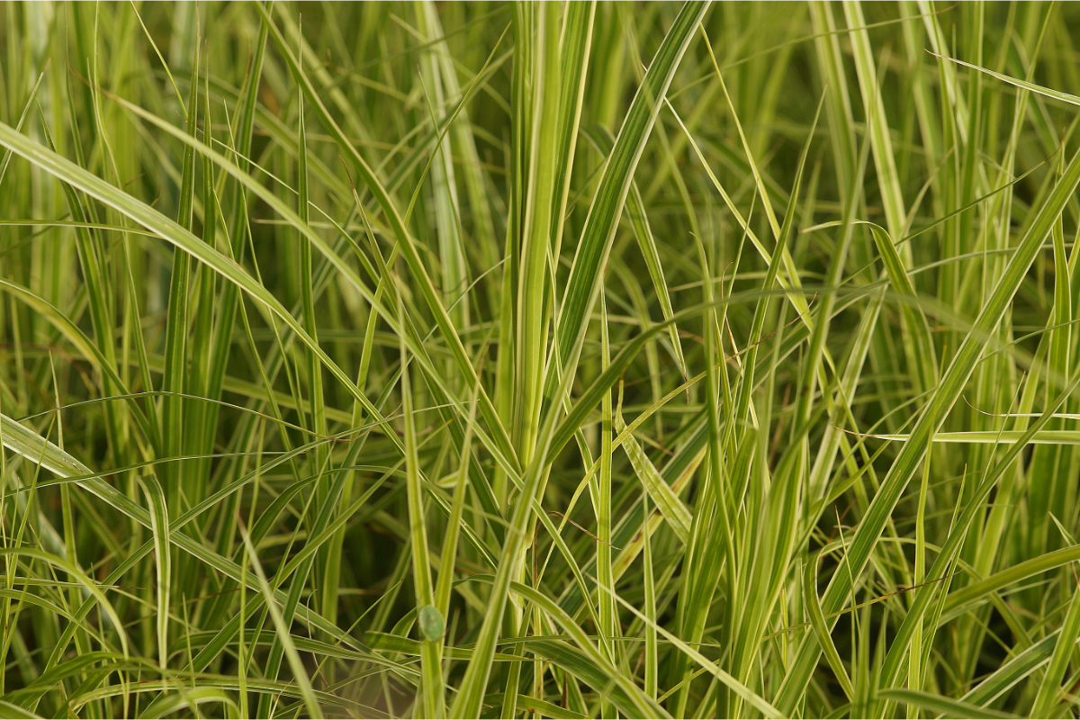 Carex muskingumensis 'Silberstreif' - Palmwedelsegge
