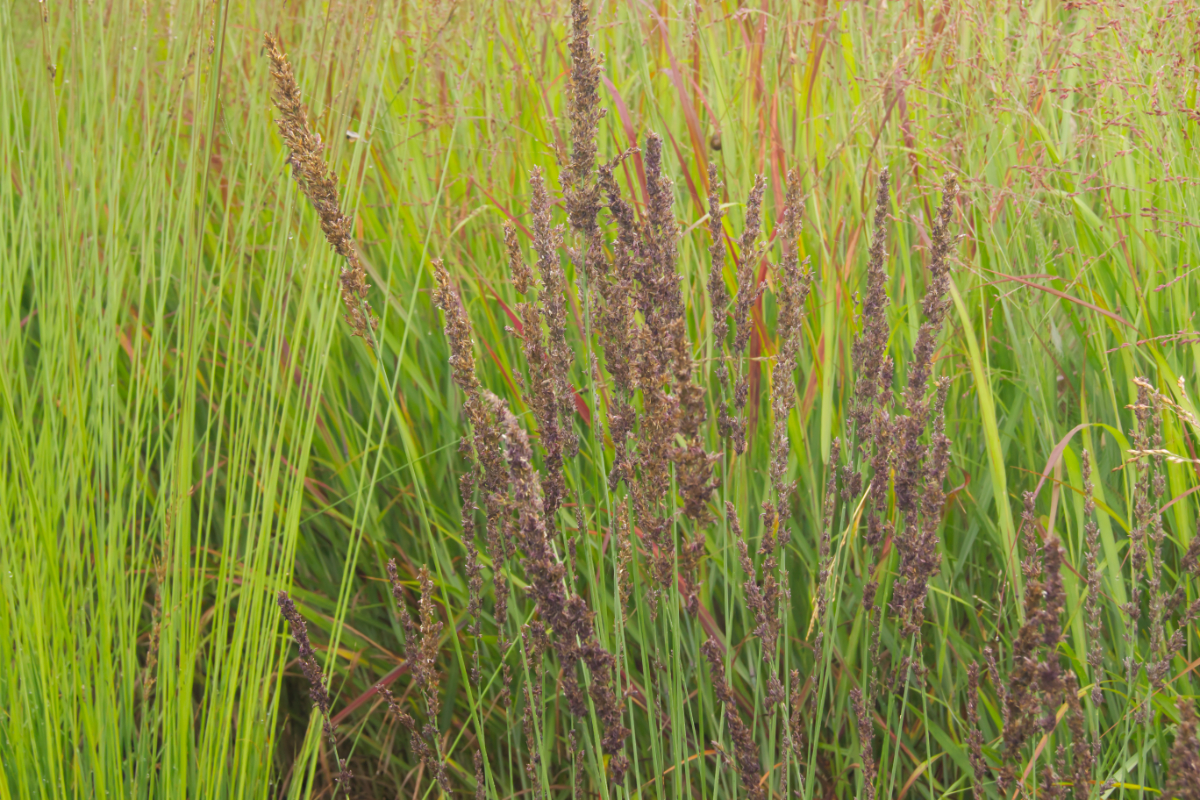 Molinia caerulea 'Moorhexe'