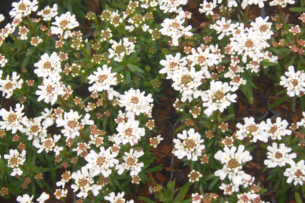 Iberis sempervirens 'Fischbeck'