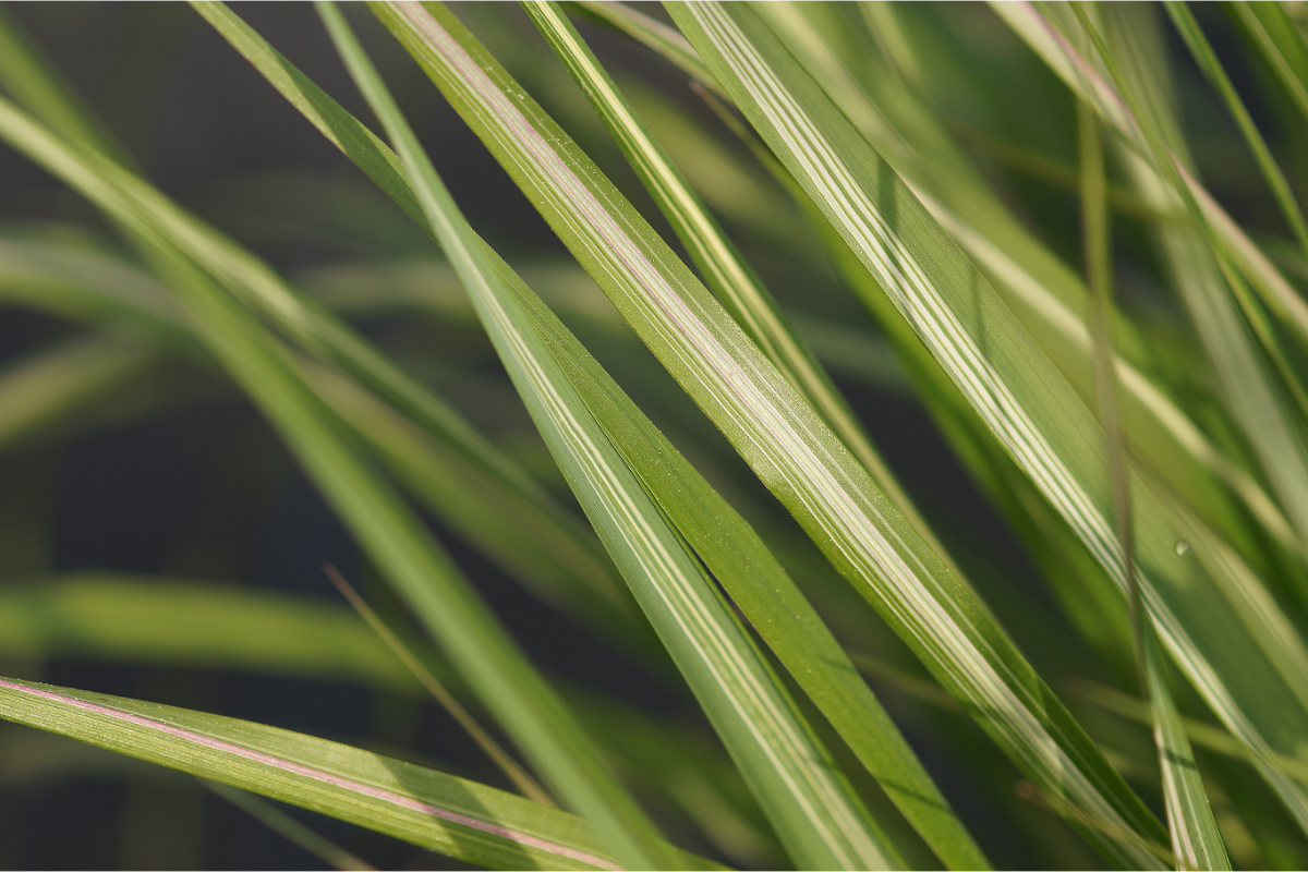 Calamagrostis acutiflora 'Overdam'