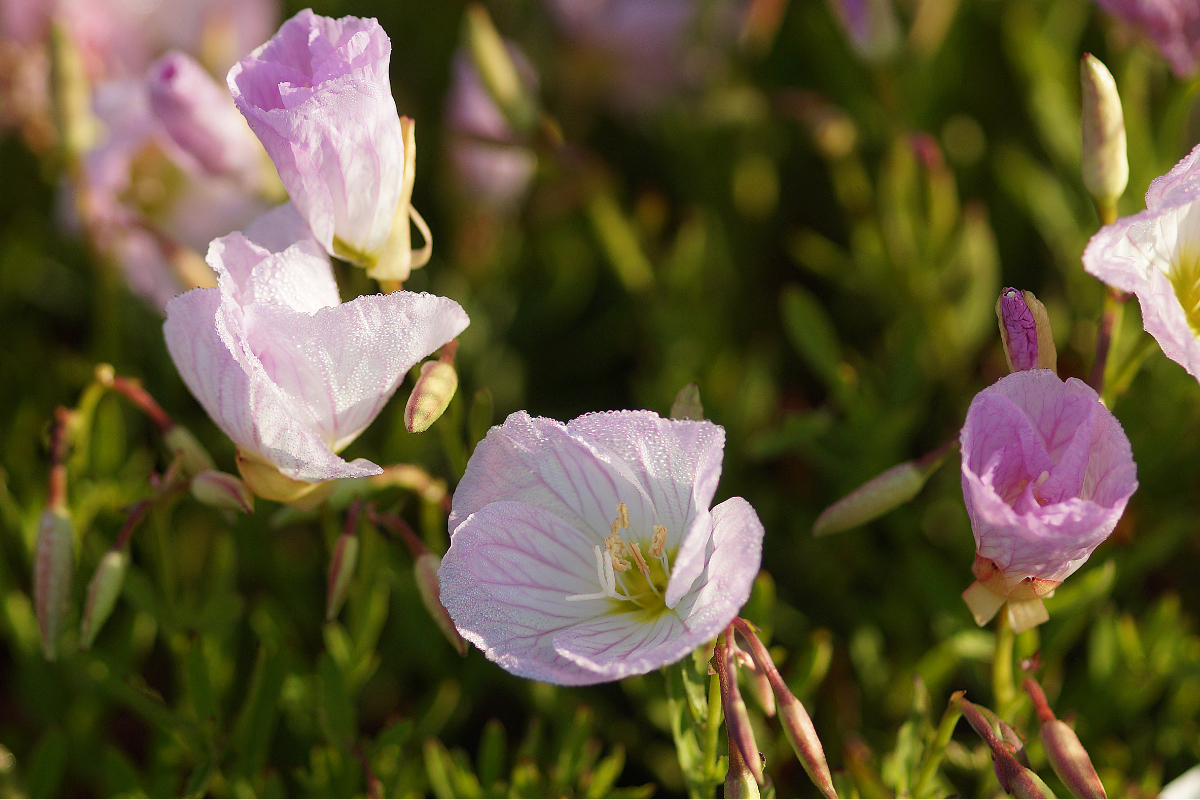 Oenothera speciosa 'Siskiyou'