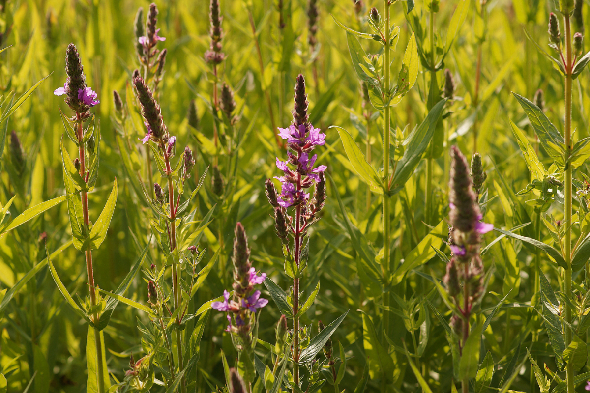 Lythrum salicaria - Blut-Weiderich