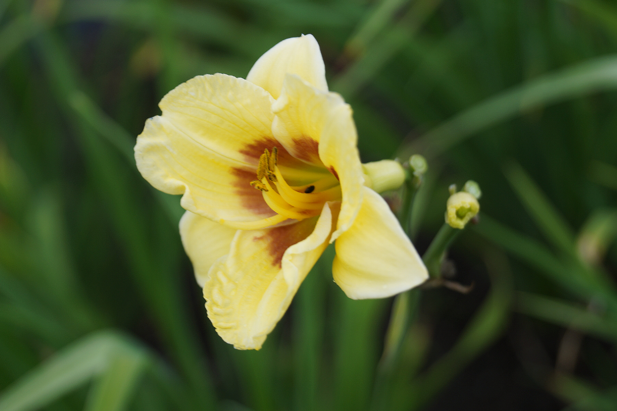 Hemerocallis Hybride 'Little Big Man'
