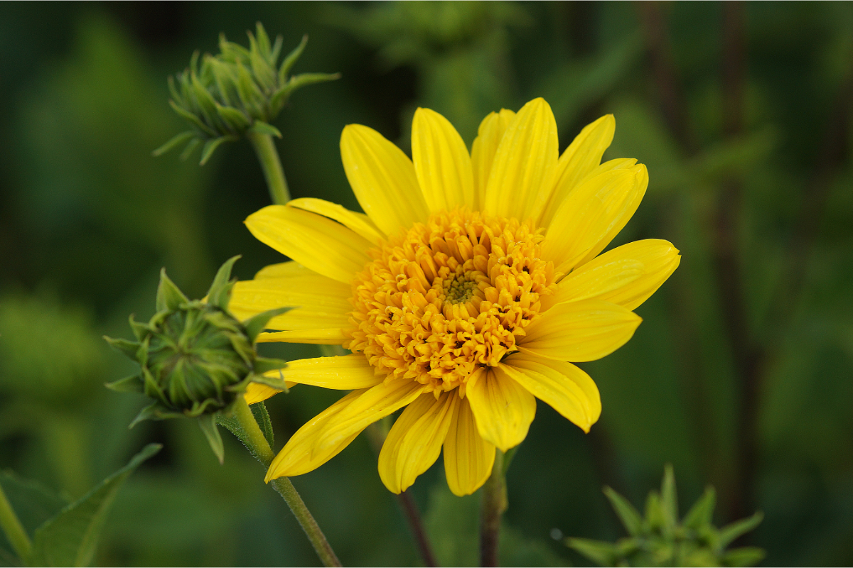 Helianthus decapetalus 'Capenoch Star' - Staudensonnenblume