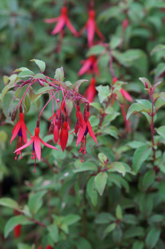 Fuchsia magellanica 'Gracilis'