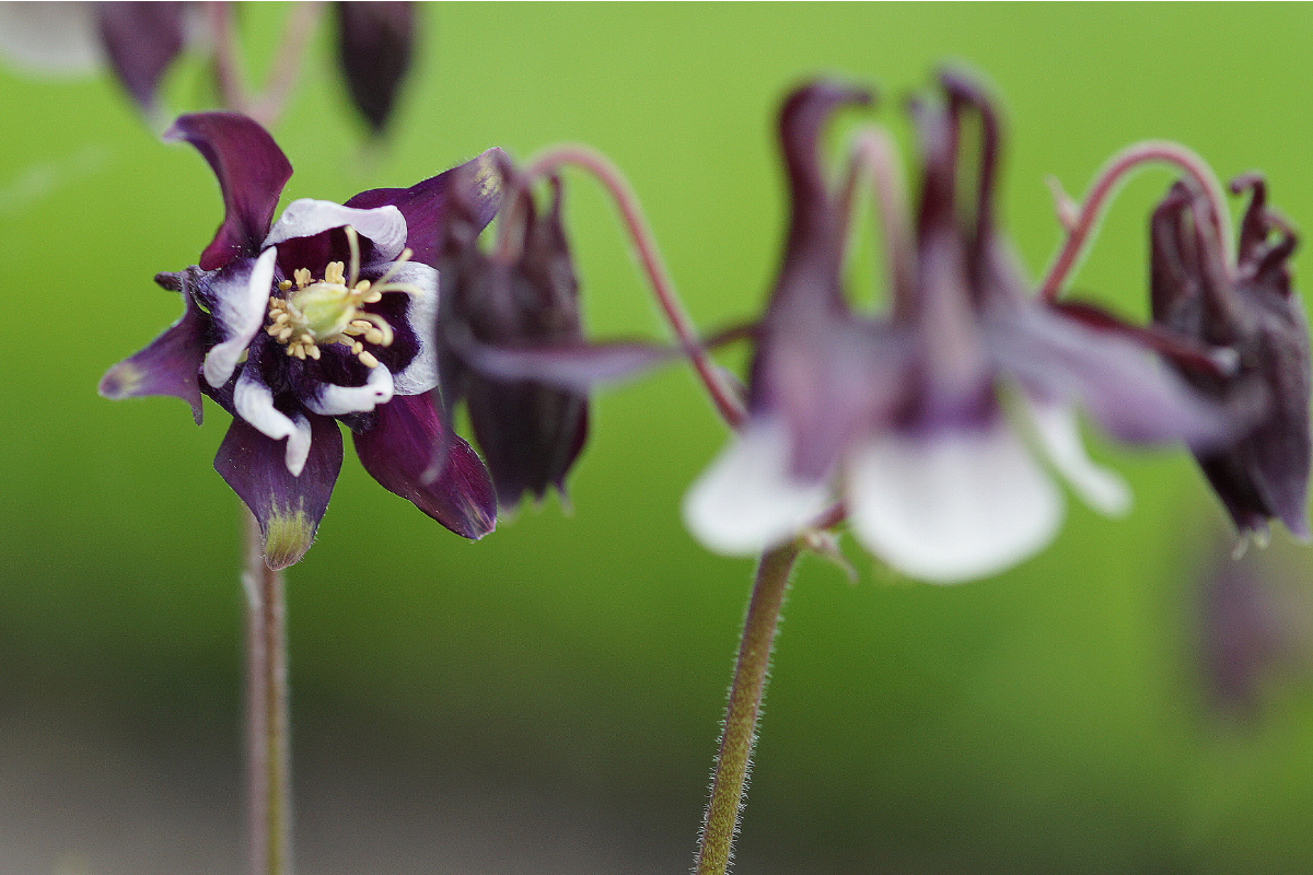 Aquilegia vulgaris 'William Guiness'