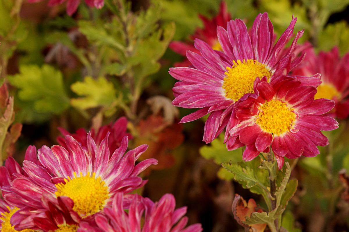 Chrysanthemum x hortorum 'Oury' - Winteraster