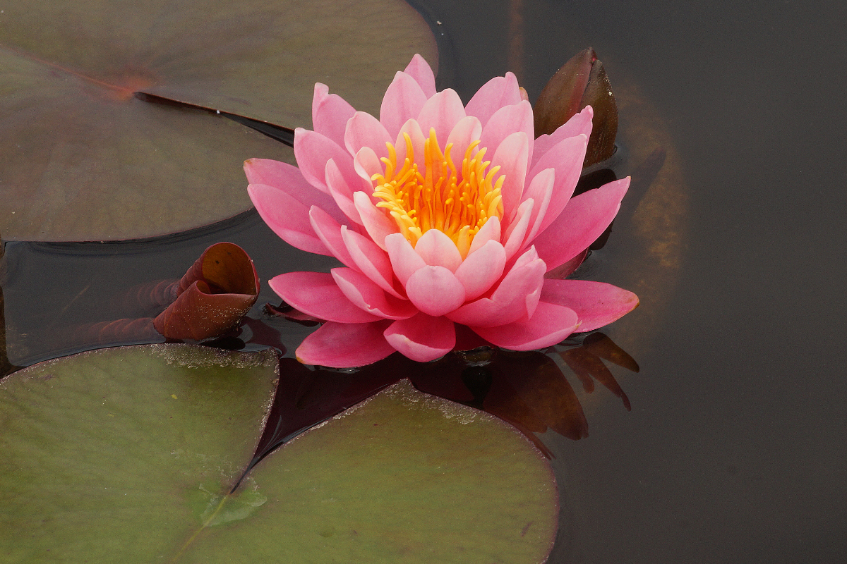 Nymphaea Hybride 'Lilofee' - Seerose