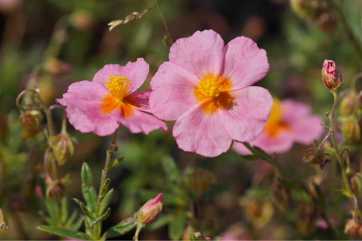 Helianthemum Hybride 'Lawrensons Pink' - Sonnenröschen