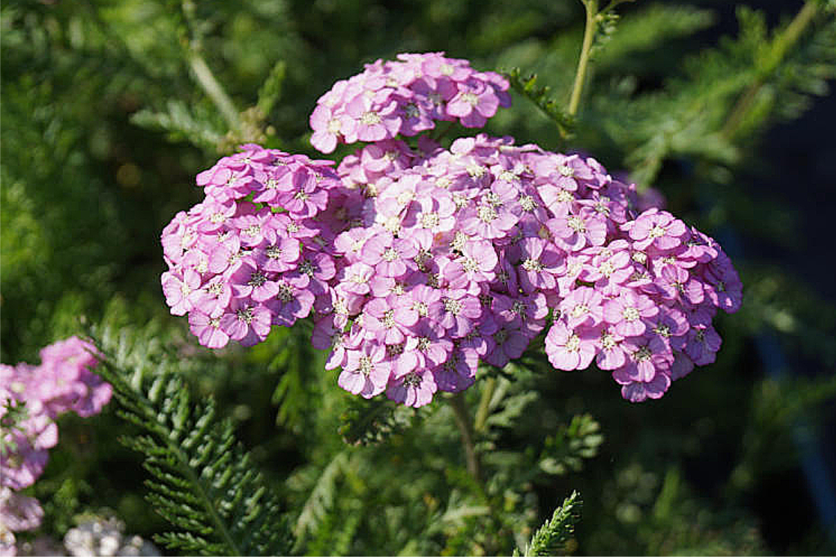 Achillea Millefolium-Hybr. 'Apfelblüte'