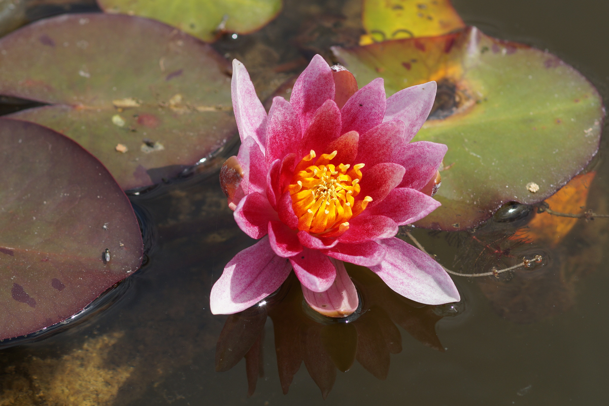 Nymphaea Hybride 'Laydekeri Lilacea' - Seerose