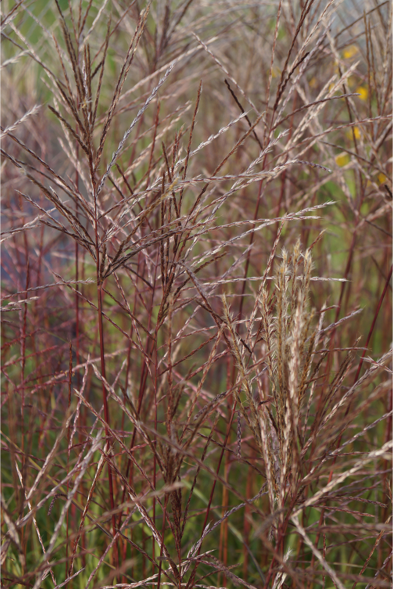 Miscanthus sinensis 'Ferner Osten'