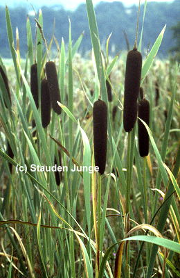 Typha angustifolia - Schmalblättriger Rohrkolben