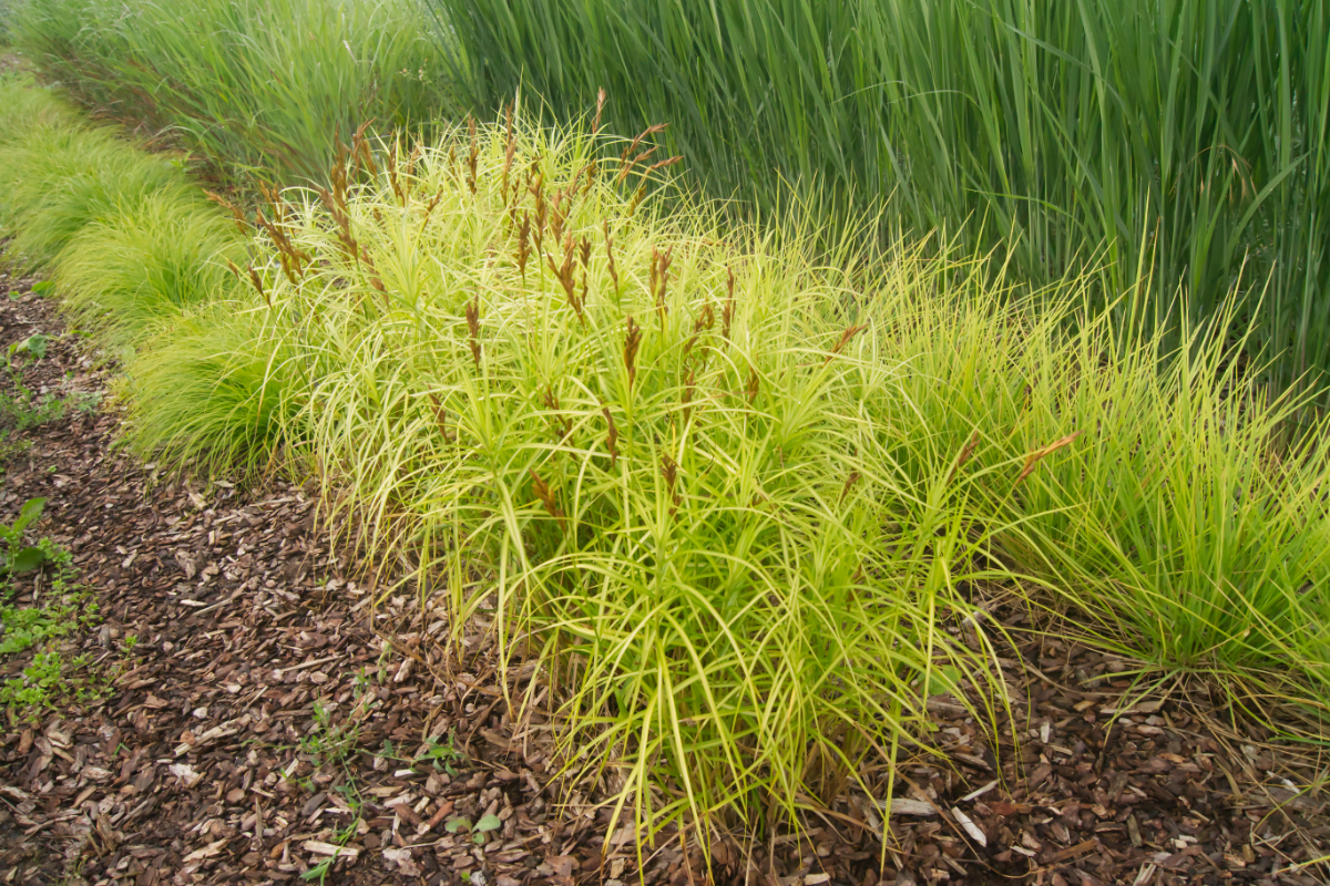 Carex muskingumensis 'Silberstreif'