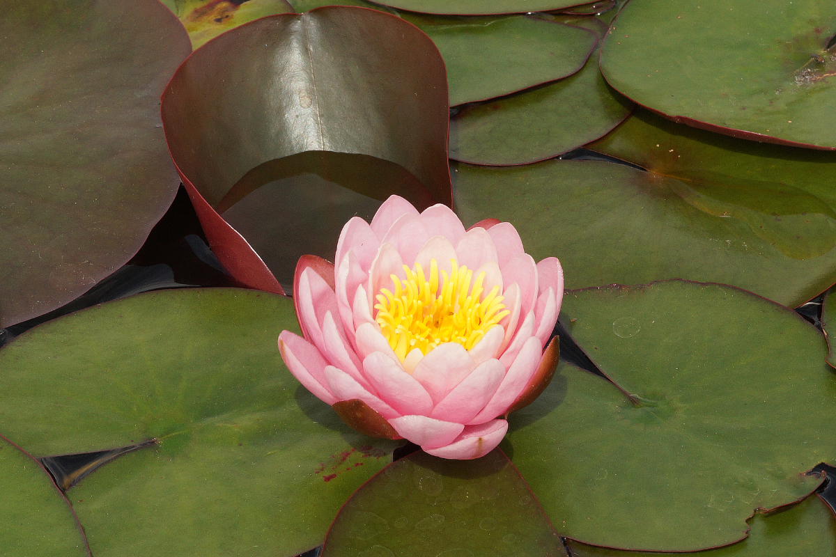 Nymphaea Hybride 'Anna Epple'