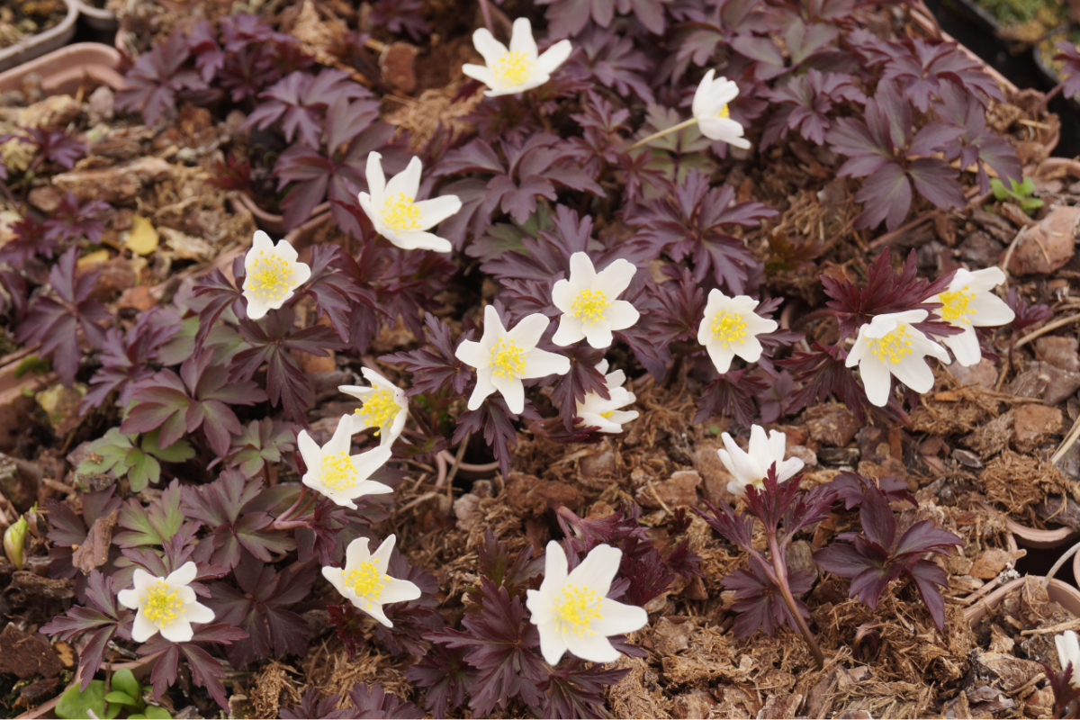 Anemone nemorosa 'Deisterglut'