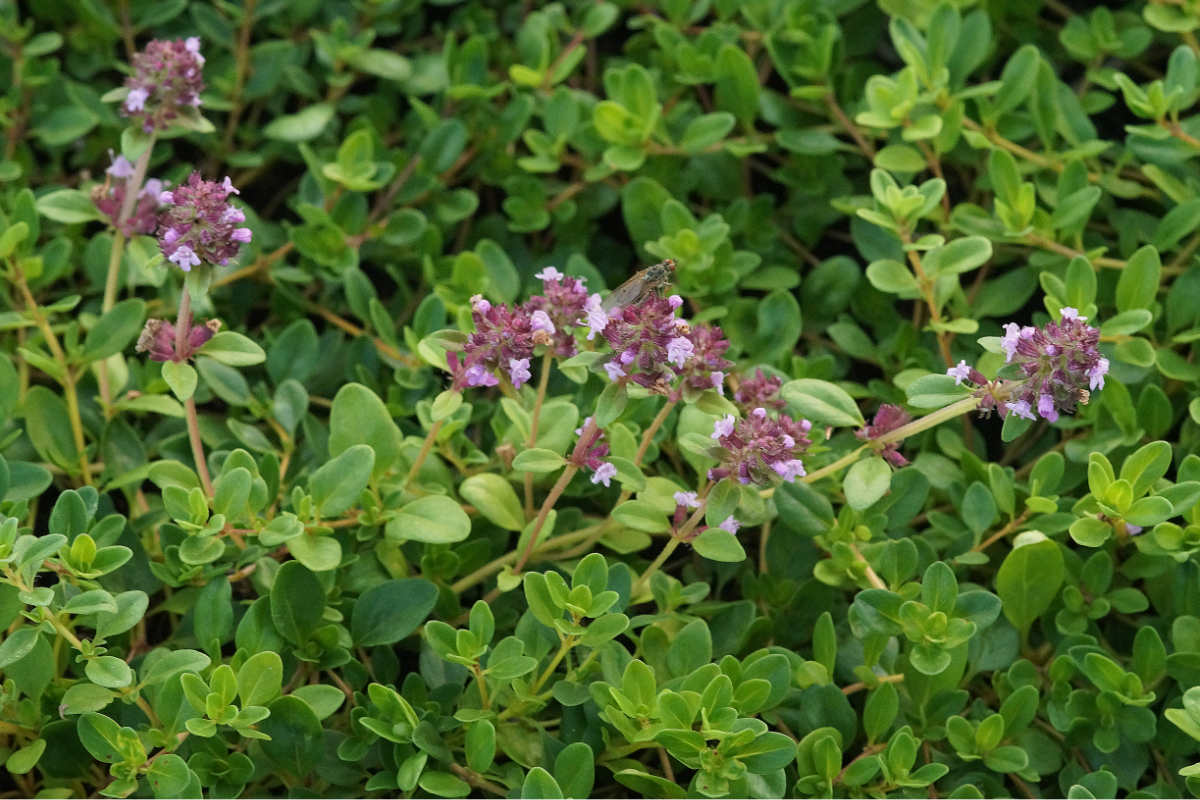 Thymus pulegioides - Arzneithymian, Quendel