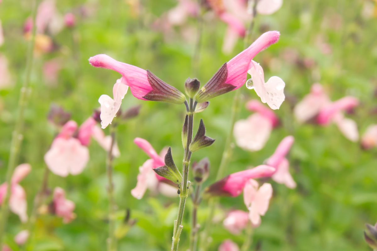Salvia greggii 'Dancing Dolls'