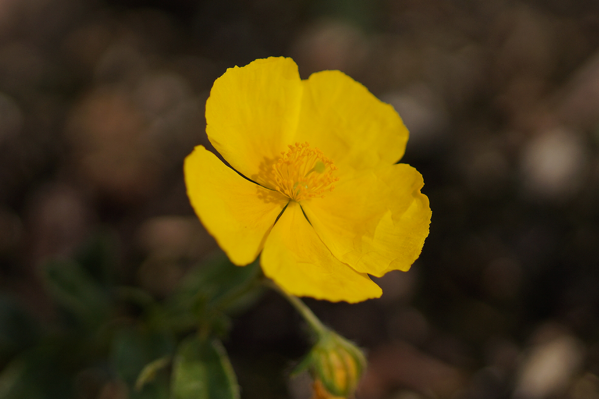 Helianthemum Hybride 'Sterntaler' - Sonnenröschen