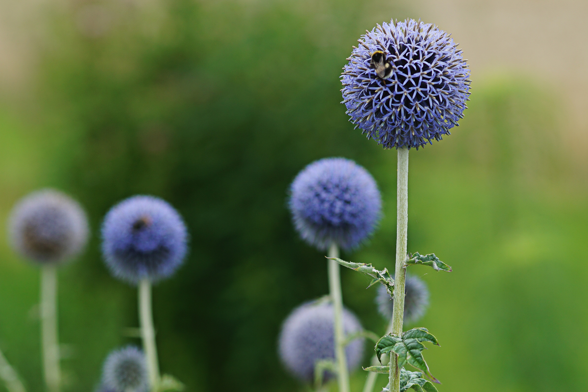 Echinops banaticus 'Taplow Blue' - Kugeldistel