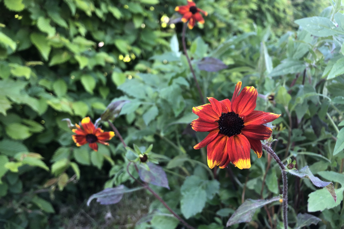 Rudbeckia triloba 'Prairie Glow'