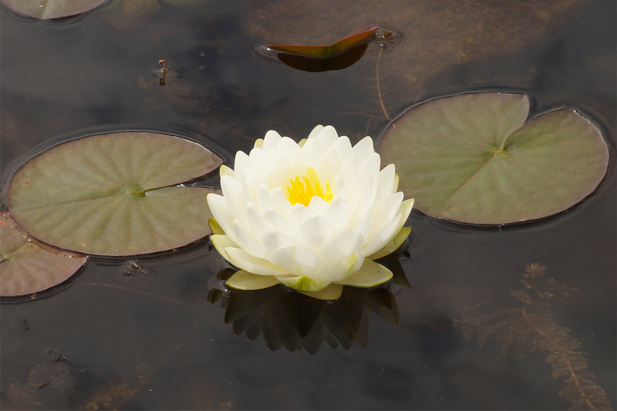 Nymphaea Hybride 'Gonnere' ('Snowball','Christal White')