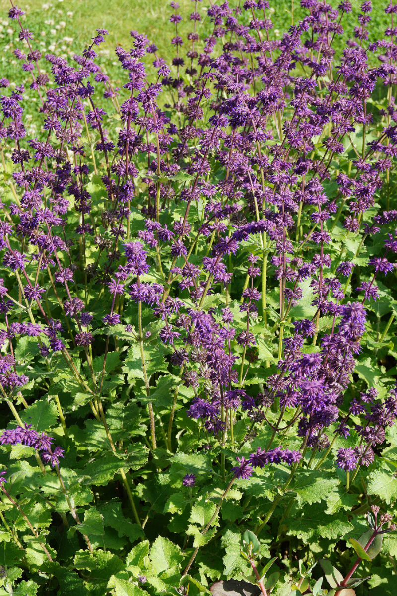 Salvia verticillata 'Purple Rain'