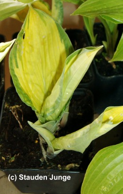 Hosta x fortunei 'Albopicta'(Aureomaculata)