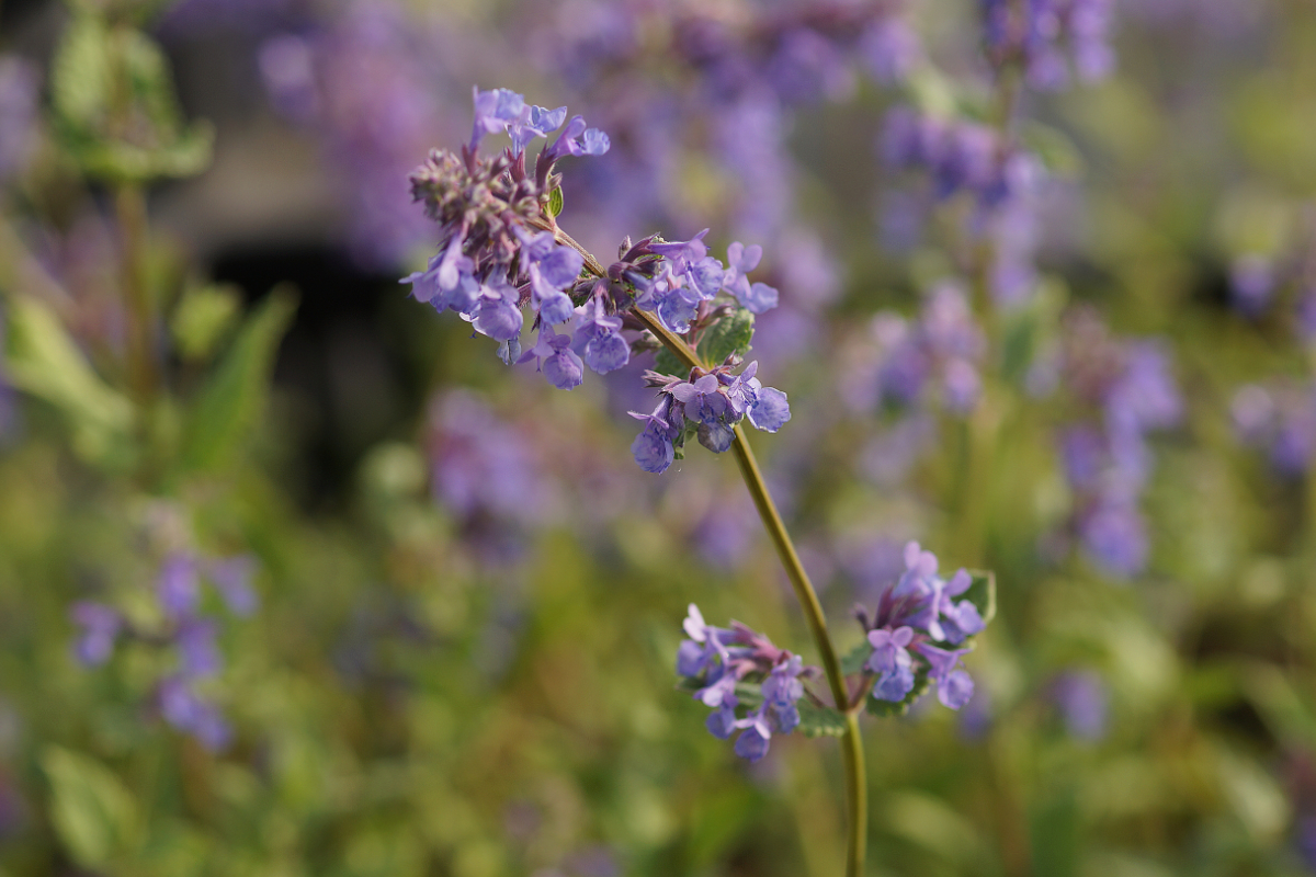 Nepeta grandiflora 'Zinser's Giant' - Katzenminze, Blauminze