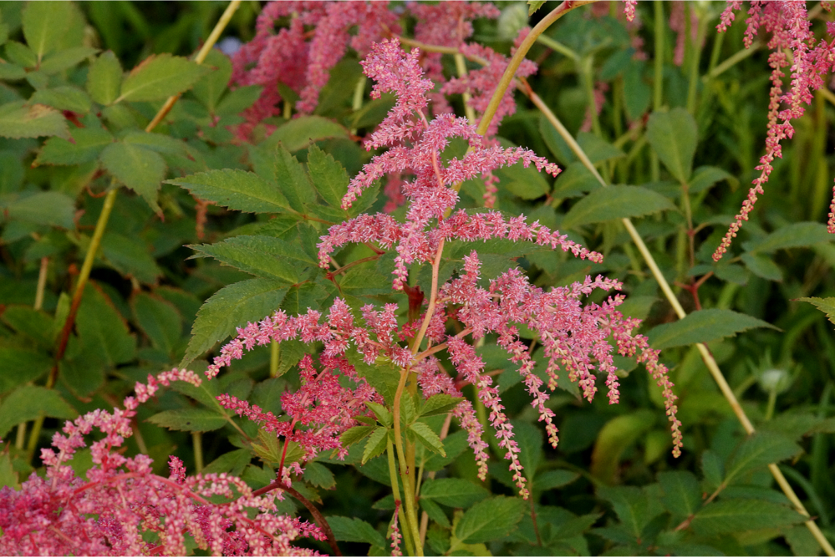 Astilbe Thunbergii-Hybr. 'Straußenfeder' - Prachtspiere