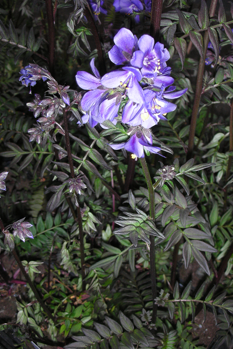 Polemonium yezoense 'Purple Rain Strain'