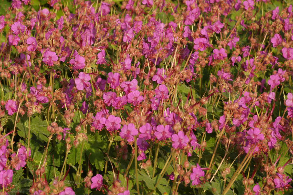 Geranium macrorrhizum