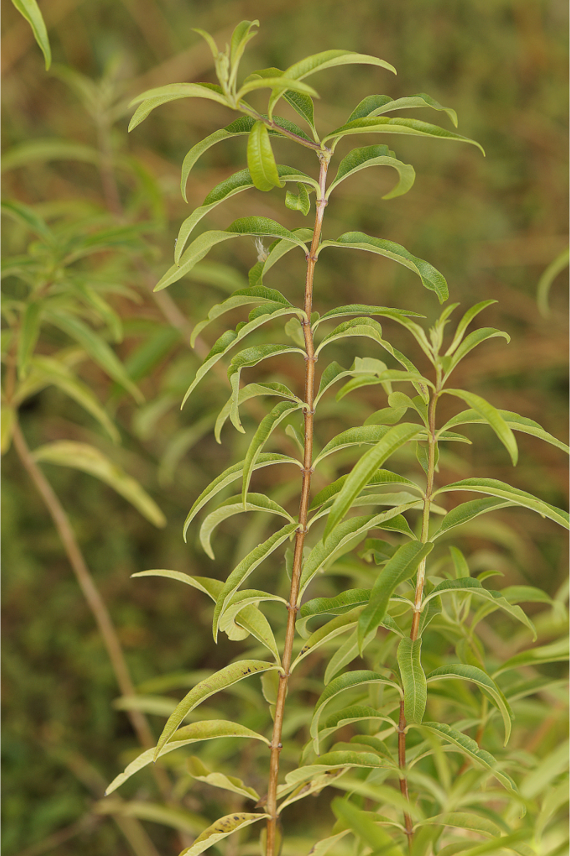 Lippia citriodora (Aloysia triphylla)