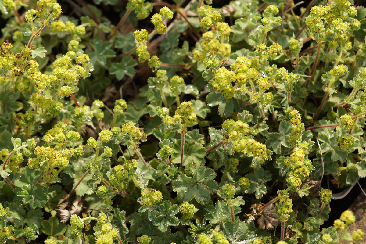 Alchemilla erythropoda - Kleiner Frauenmantel