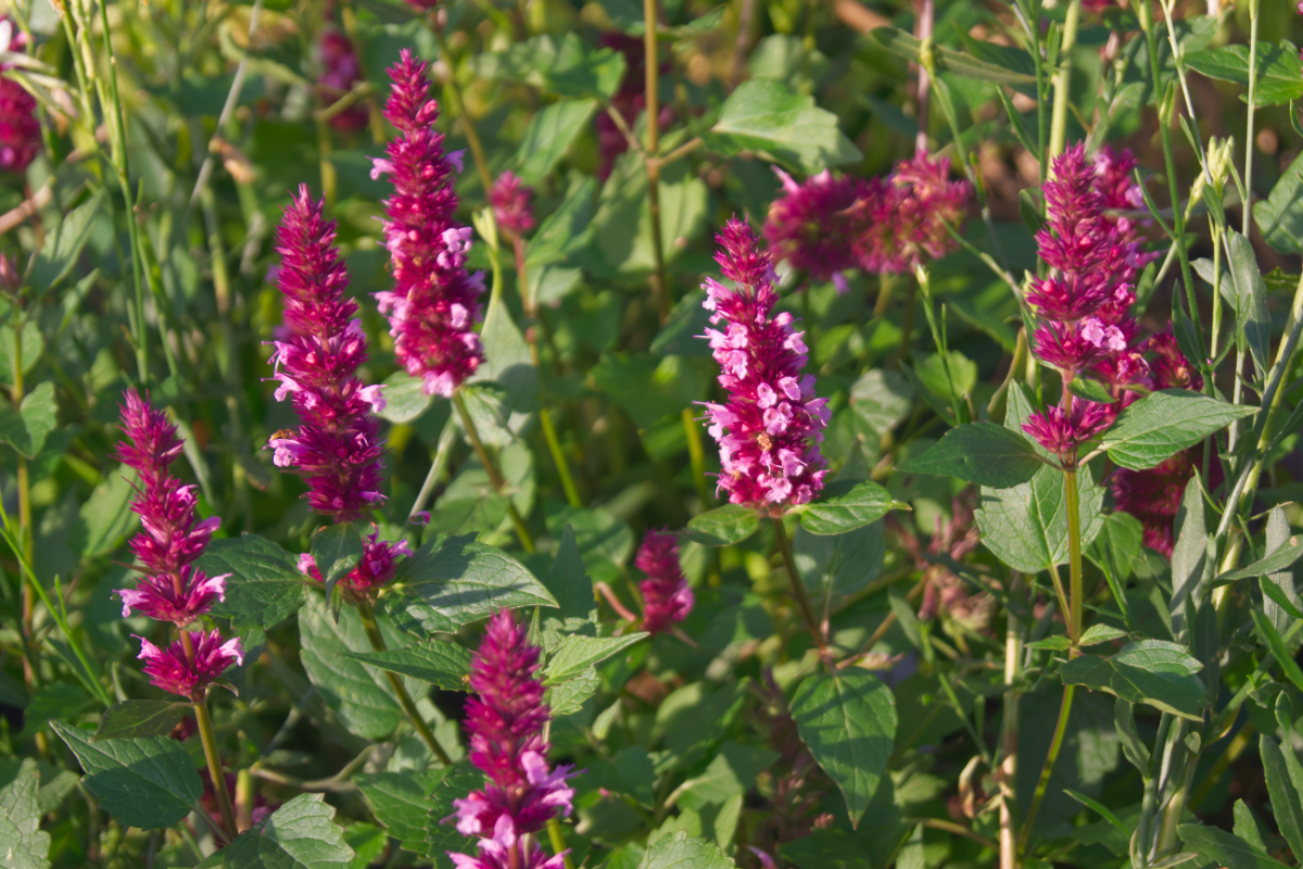 Agastache 'Beelicious Pink' (R) - Duftnessel