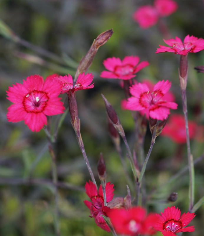Dianthus deltoides 'Brillant' - Heidenelke