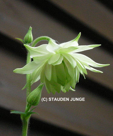 Aquilegia vulgaris plena 'Green Apples' - Akelei