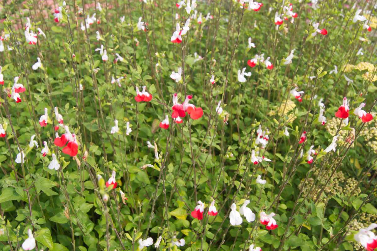 Salvia microphylla 'Hot Lips'