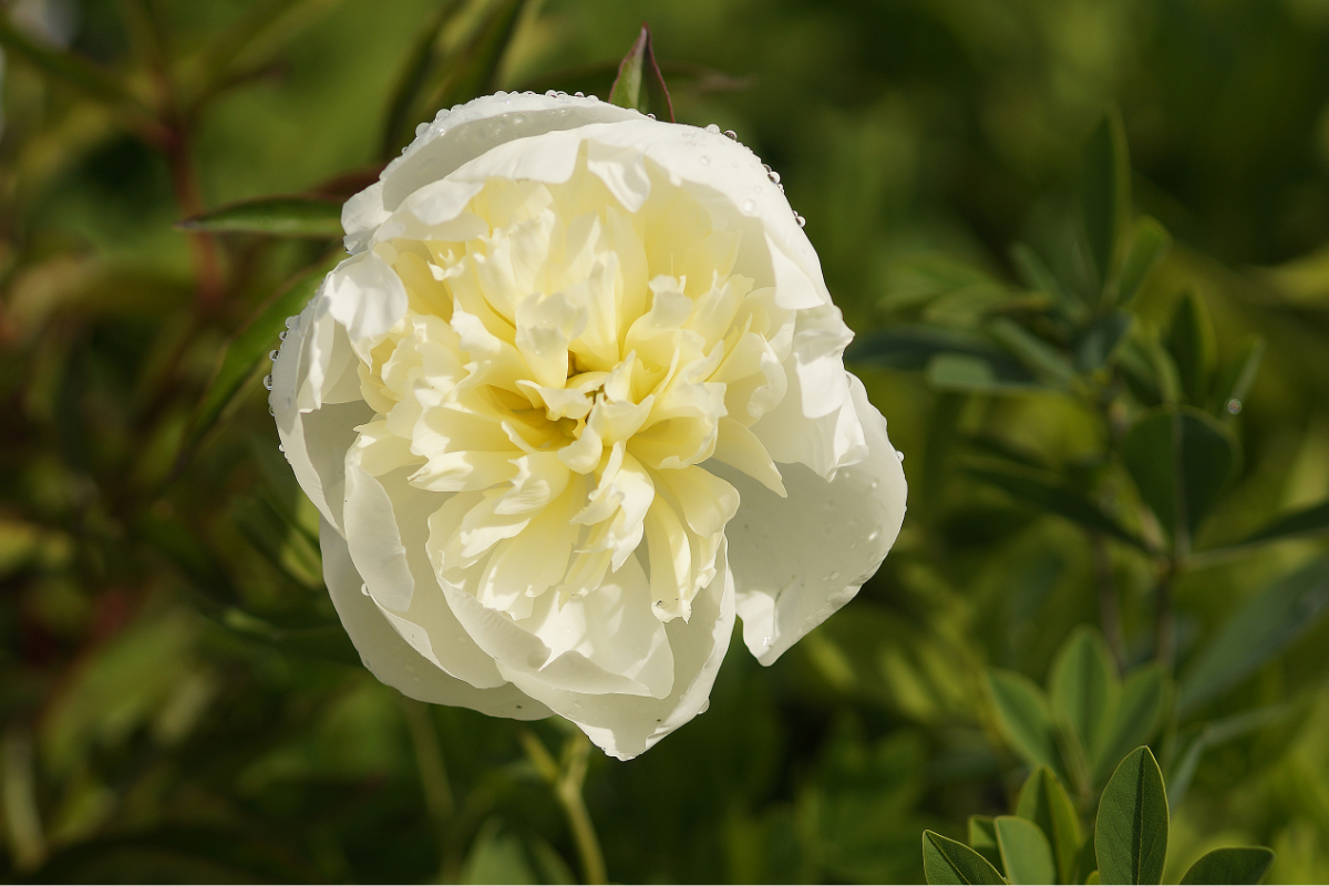 Paeonia Lactiflora-Hybr. 'Duchesse de Nemours' - Edelpfingstrose