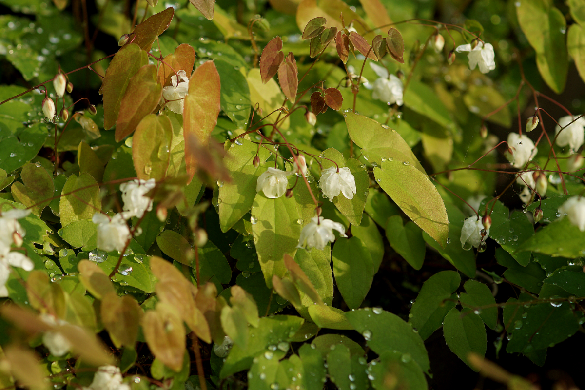 Epimedium x youngianum 'Niveum' - Zierliche Elfenblume