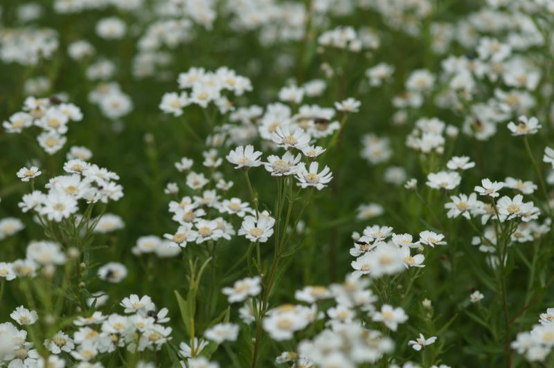 Solidago (Aster) ptarmicoides