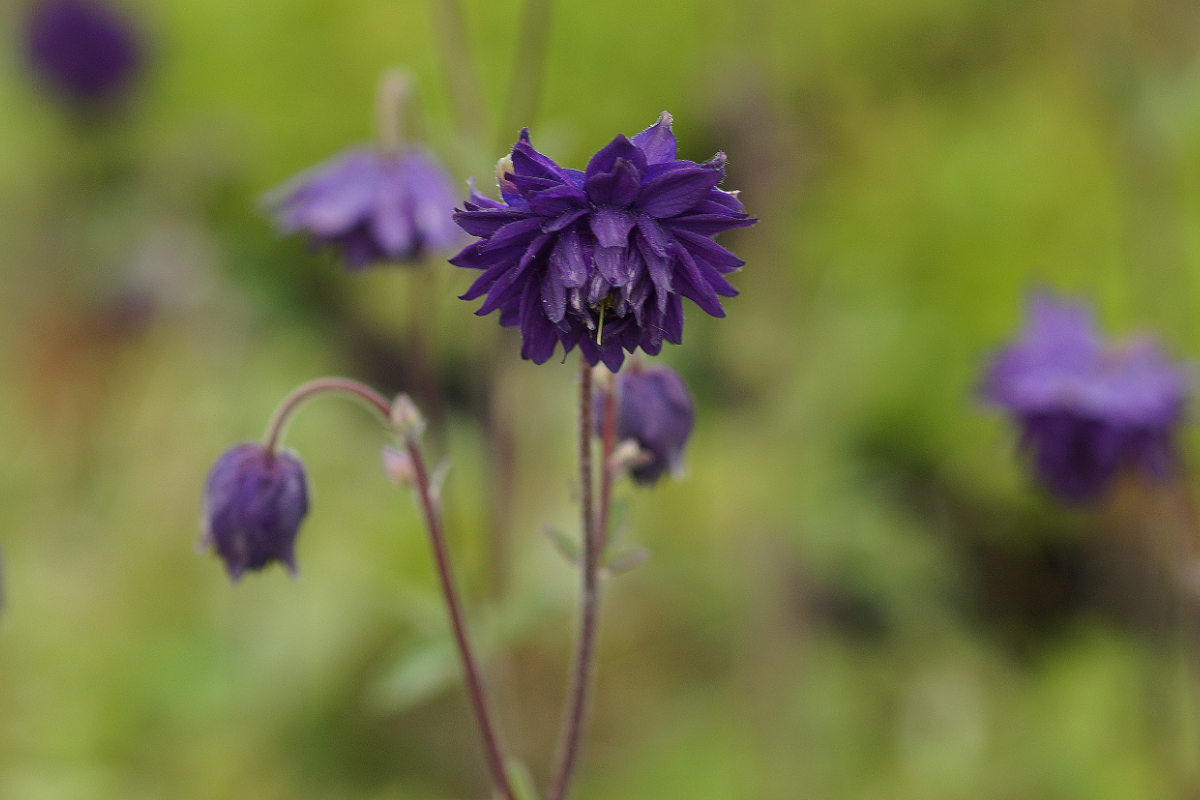 Aquilegia vulgaris plena 'Blue Barlow'