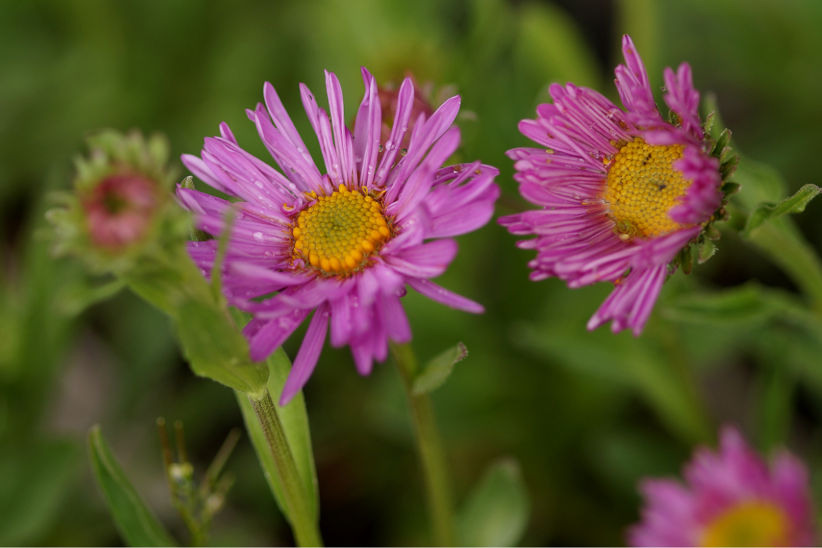 Aster alpinus 'Happy End' - Alpenaster