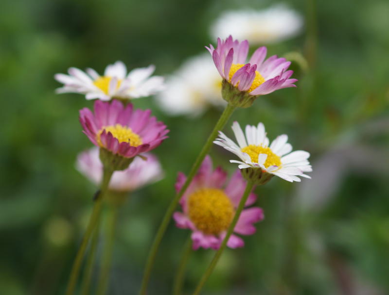 Erigeron karvinskianus 'Blütenmeer'